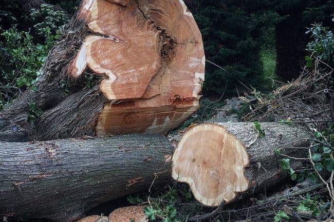 CS32 Felling Trees Over 380mm Chainsaw Training Courses