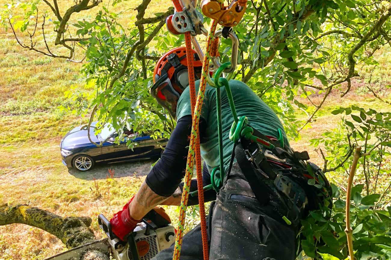 CS39 Aerial Cutting Tree Surgeon Course