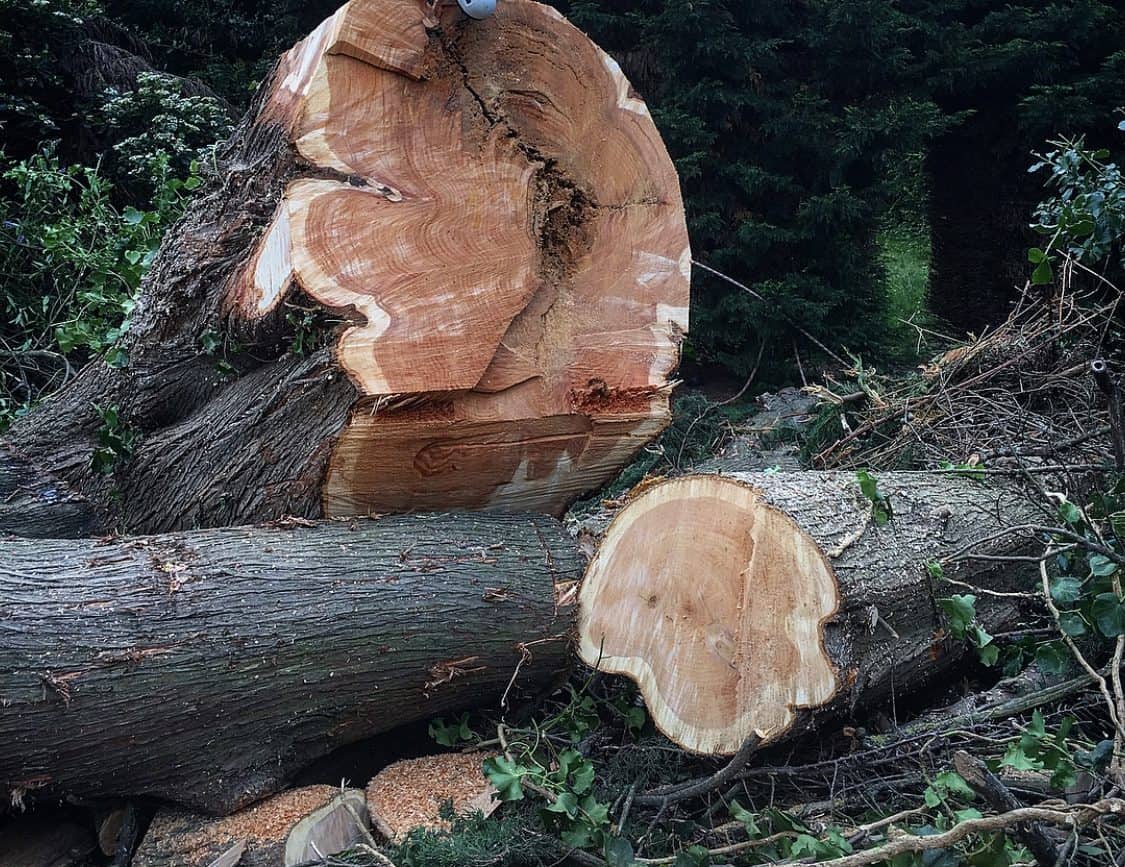 CS32 Felling Trees Over 380mm Tree Surgeon Course