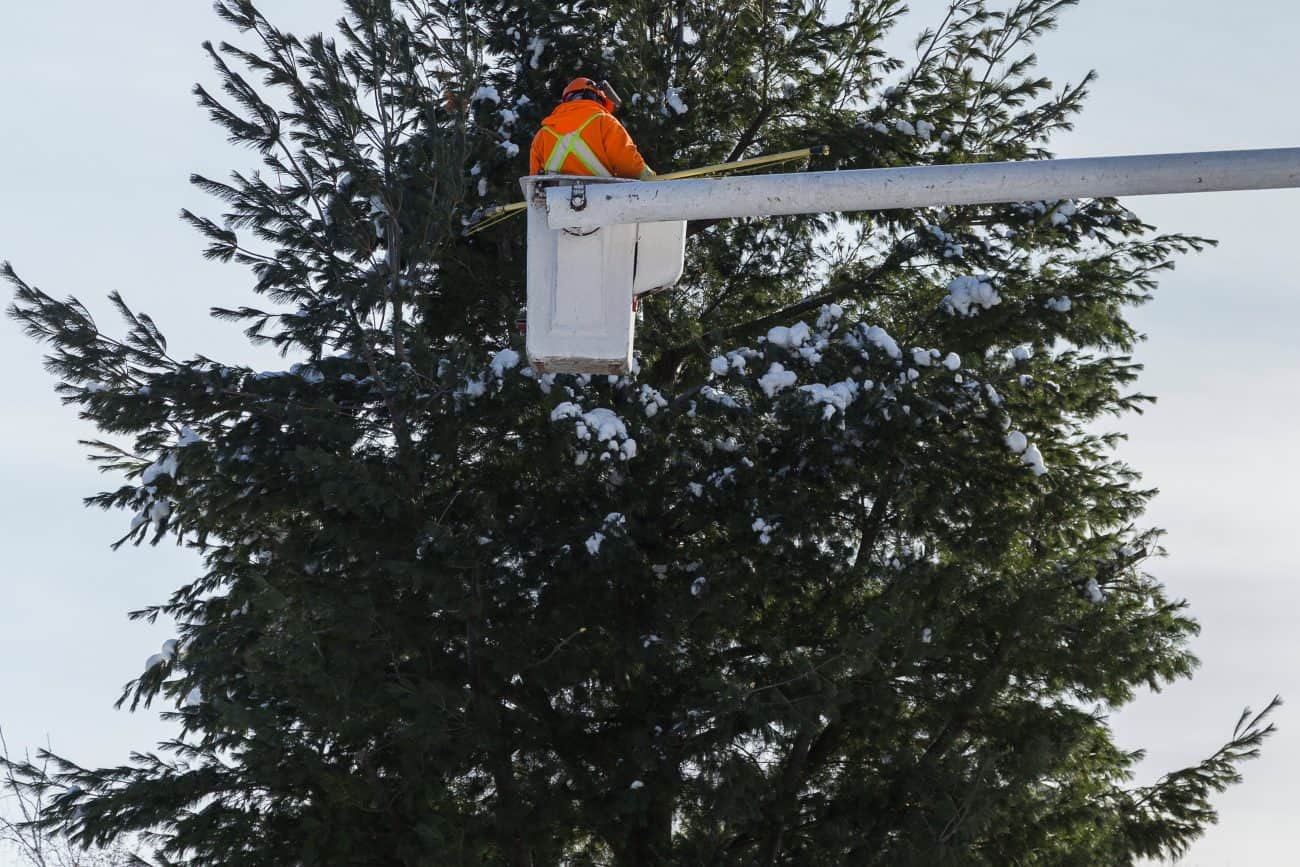 Tree Surgery Machinery Training Courses