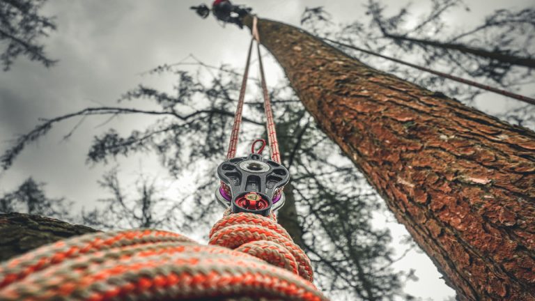 Tree surgery training setup with ropes and pulley system in a forest environment