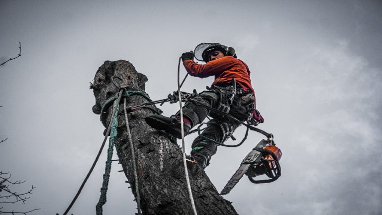 Tree surgeon climbing a tree with safety gear during arboriculture courses in Essex