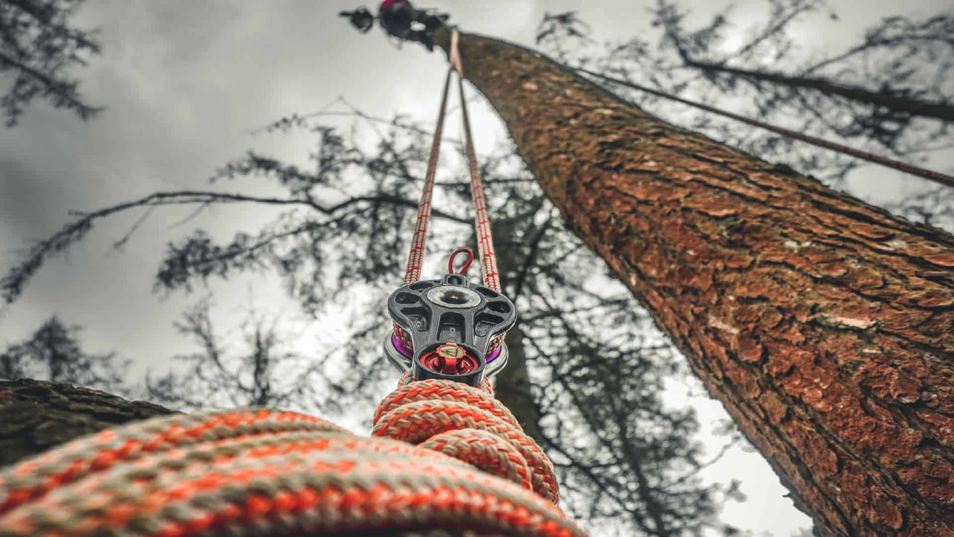 Tree surgery training setup with ropes and pulley system in a forest environment