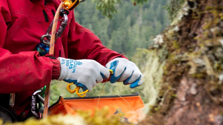 Tree Surgery Training with safety gear and equipment