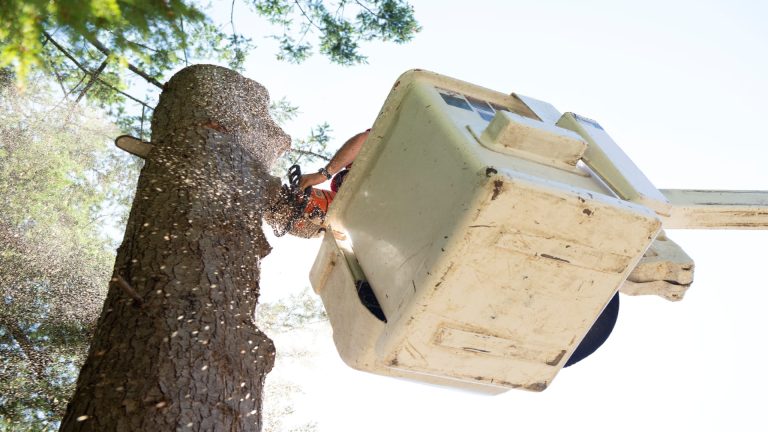 Tree surgery training with a professional arborist cutting a tree from a bucket lift