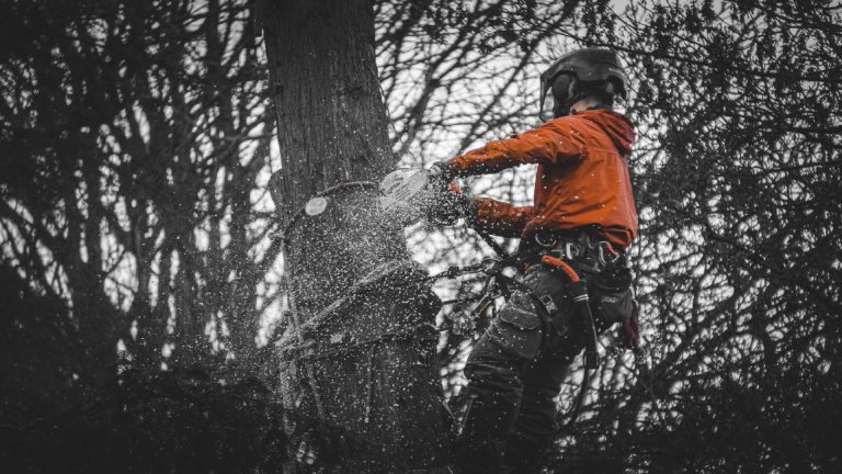 Professional tree surgeon cutting a tree during arboriculture courses in Essex